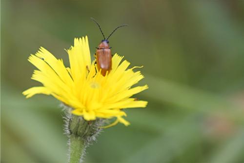 Réf. 335 109 : Exosoma lusitanicum